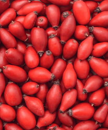 Rosehip (Rosa canina)