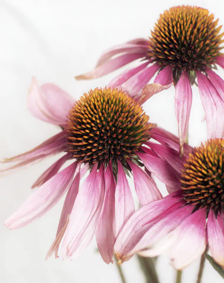 Echinacea purpurea