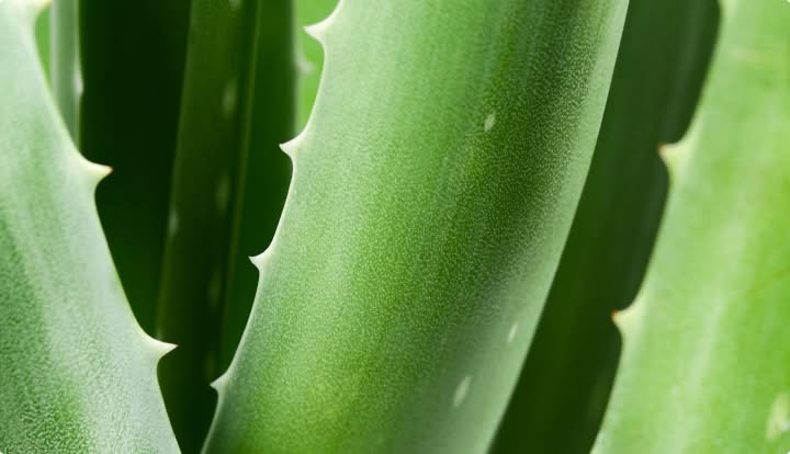 Aloe Barbadensis
