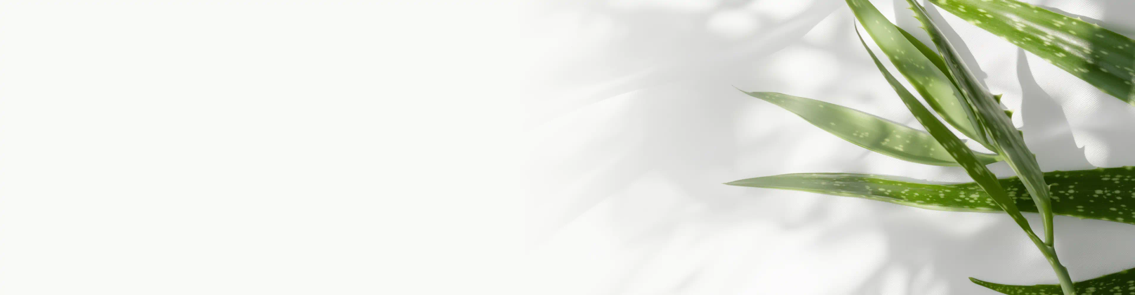 Close-up of fresh aloe vera leaves with a light background