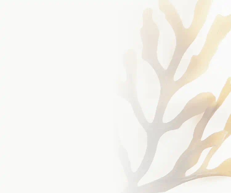 Illustration of brown algae used in skincare