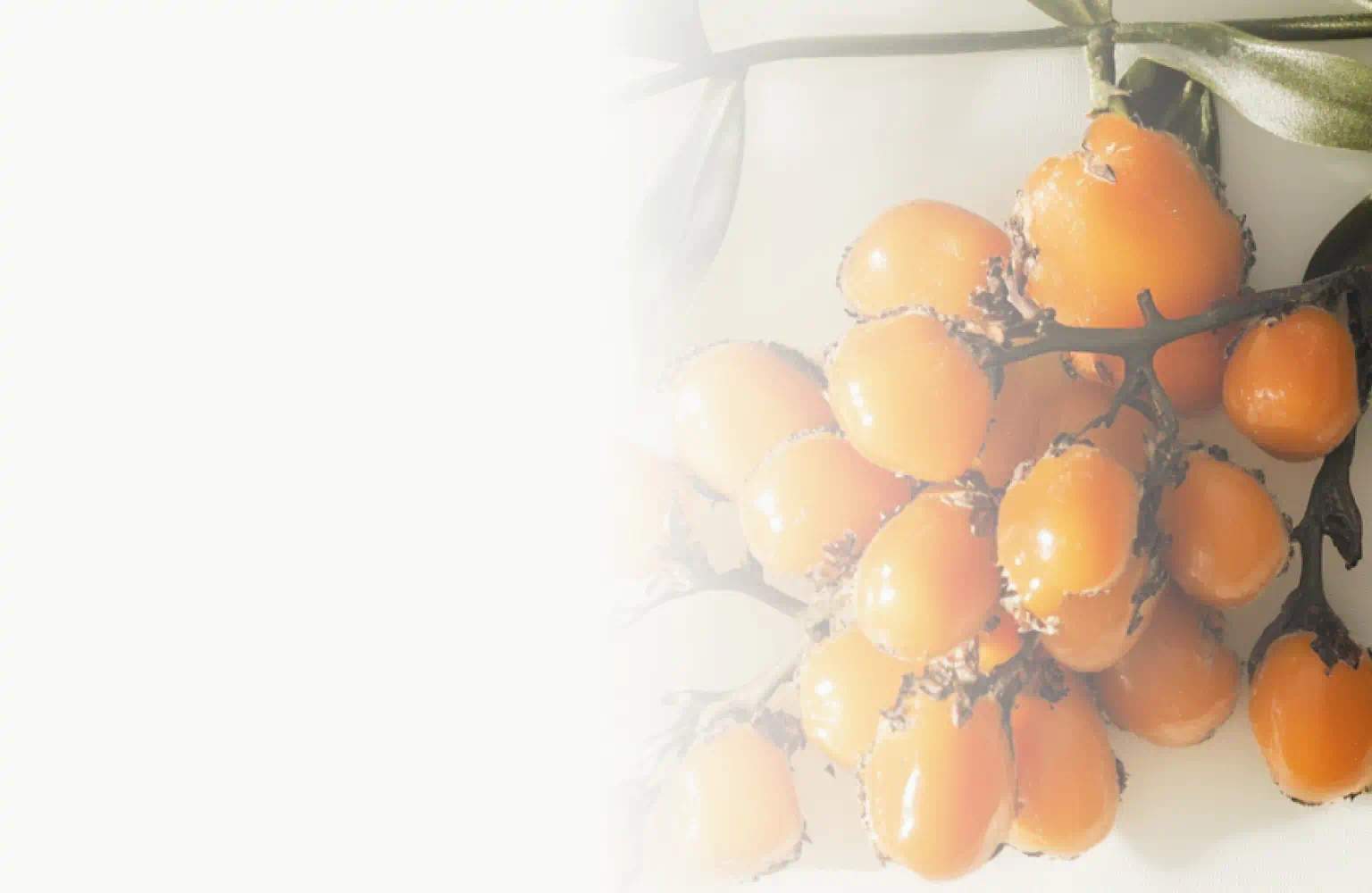 A cluster of vibrant orange sea buckthorn berries on branches with green leaves