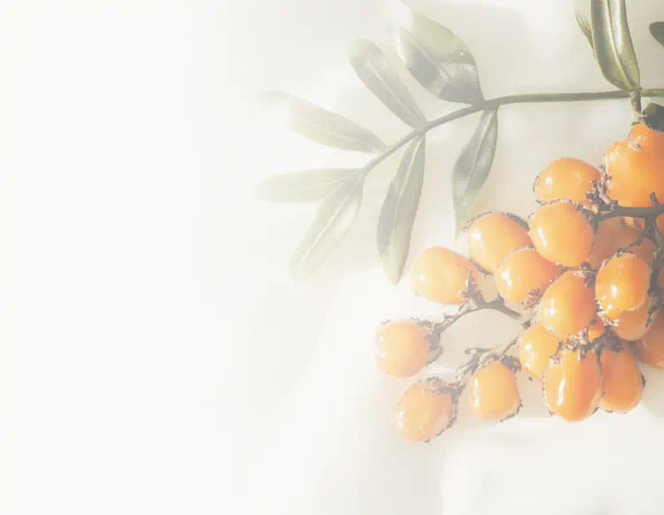 A cluster of vibrant orange sea buckthorn berries on branches with green leaves