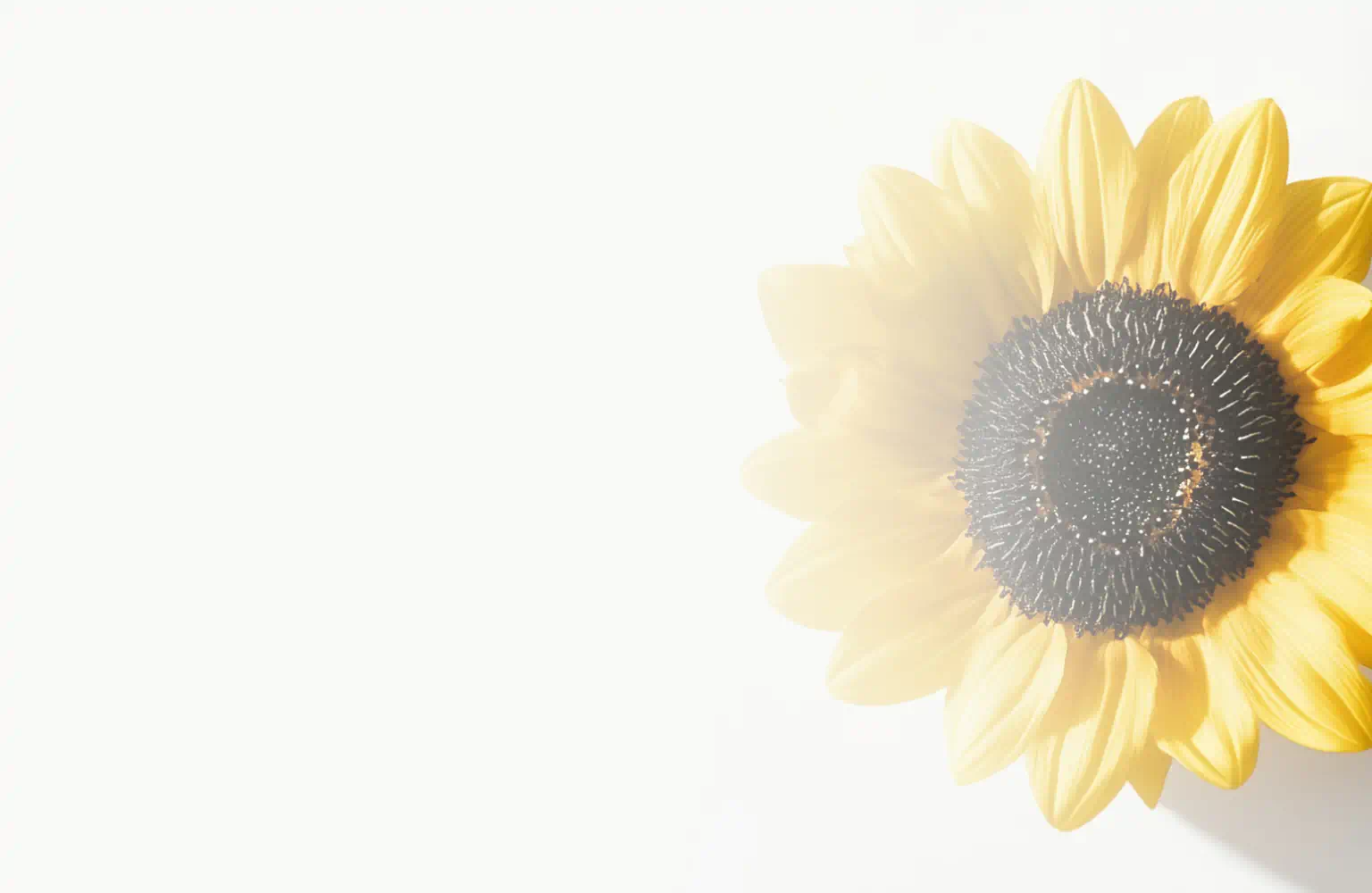 Bright sunflower with yellow petals