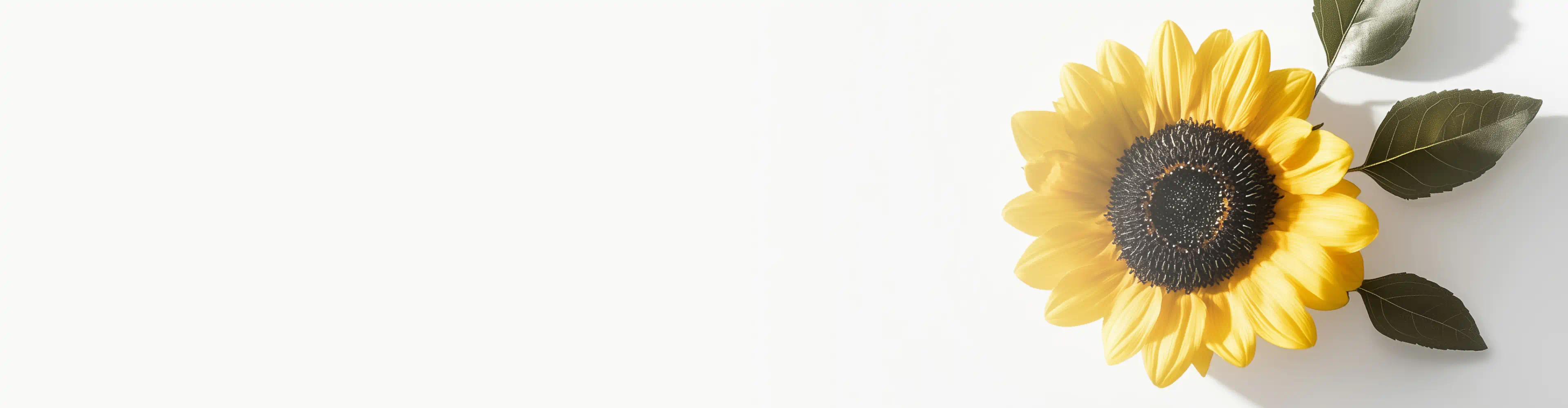 Bright sunflower with yellow petals