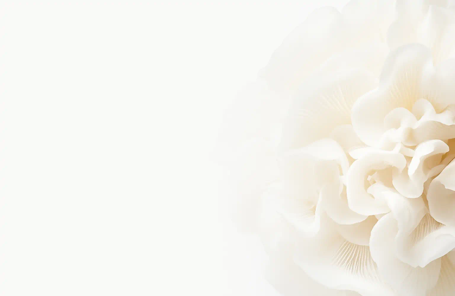 Close-up of a snow mushroom (Tremella Fuciformis) with ruffled, translucent white folds