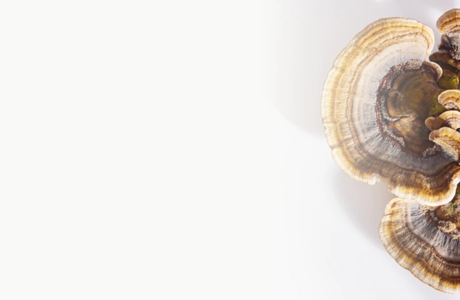 Close-up of colorful turkey tail mushroom with layered, fan-shaped rings