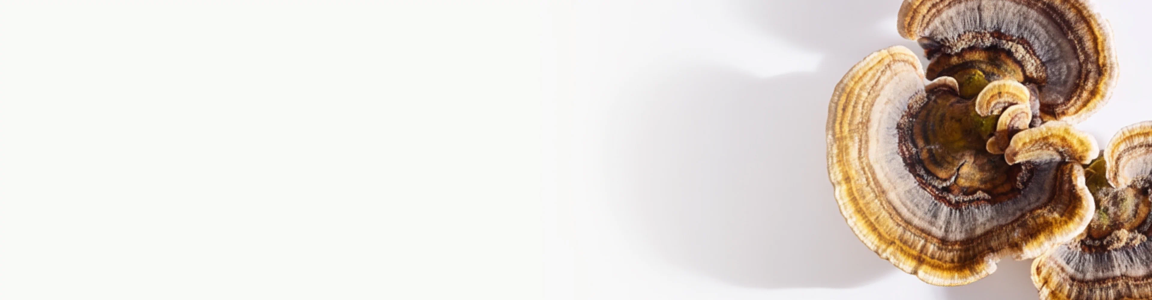 Close-up of colorful turkey tail mushroom with layered, fan-shaped rings