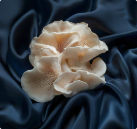 Tremella Mushroom